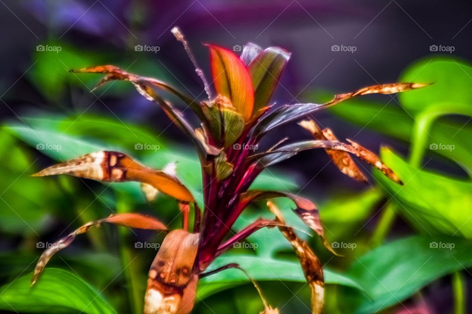 Extreme close-up of plant