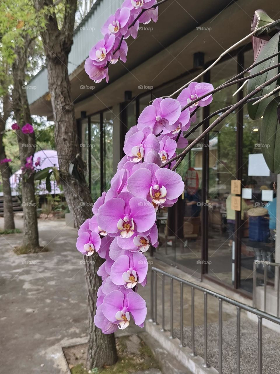 Orchids in Beinan Township Native Applied Botanical Garden