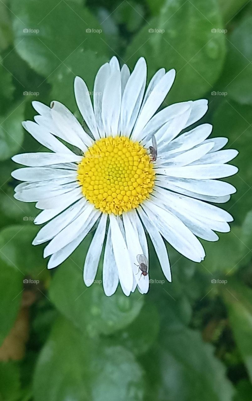 daisy