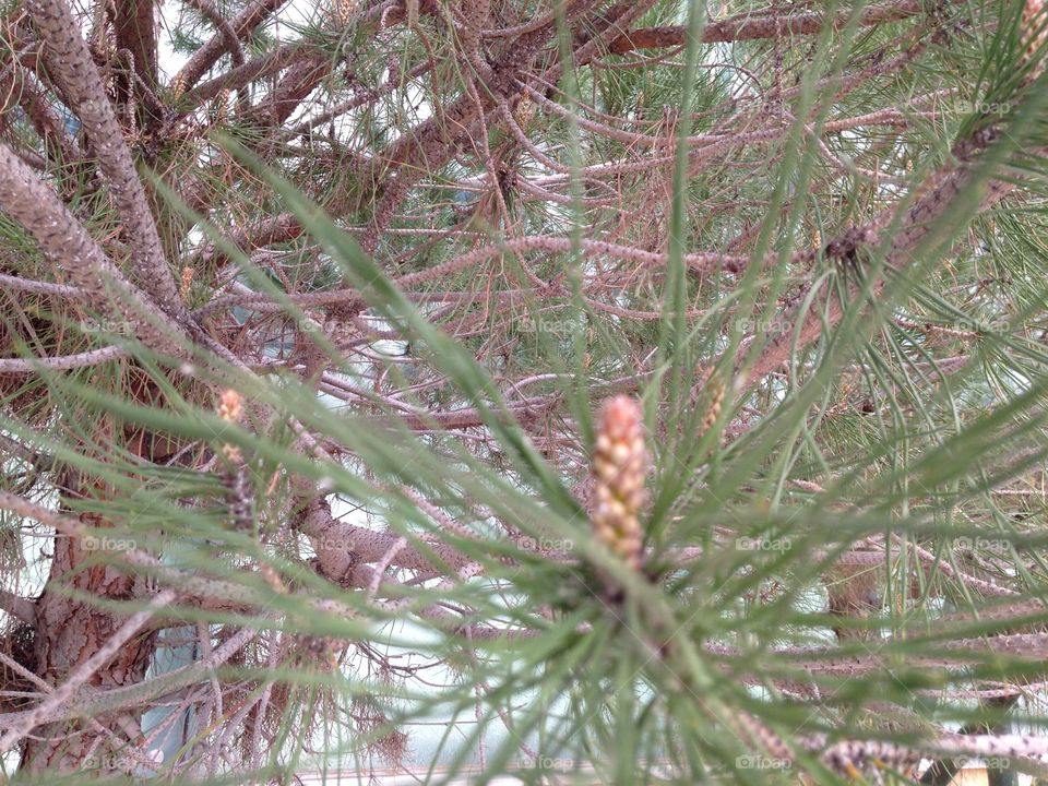 Plants in jordan country in spring semester 