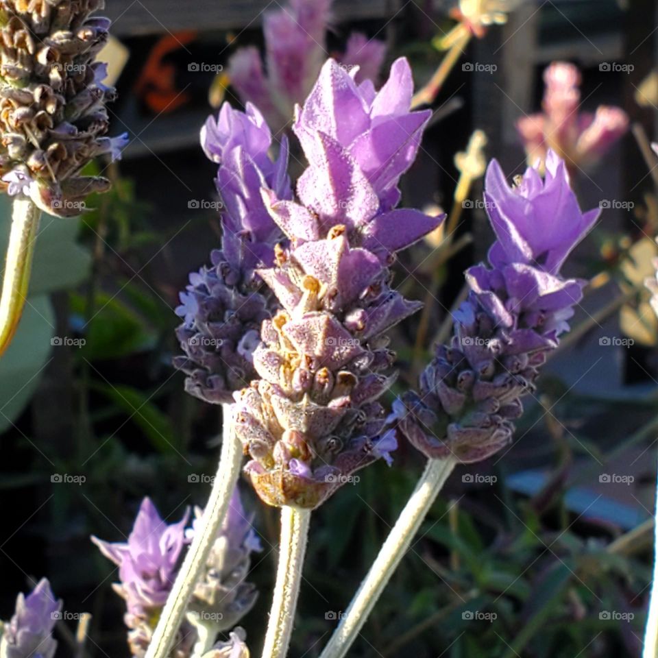 When I'm anxious I drink lavender tea, it's a great help.
