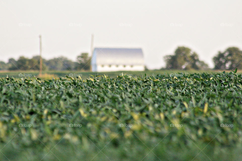 Barn