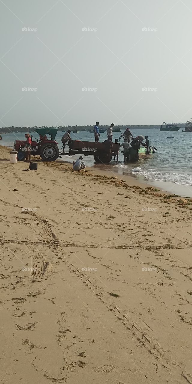 fish transport in beach