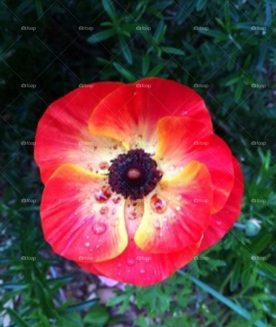 This beautiful flower just appeared in my garden one spring morning. The bright petals with droplets of dew.. mother nature’s is amazing beauty