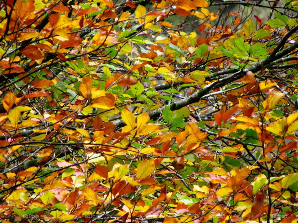 gorgeous autumn foliage