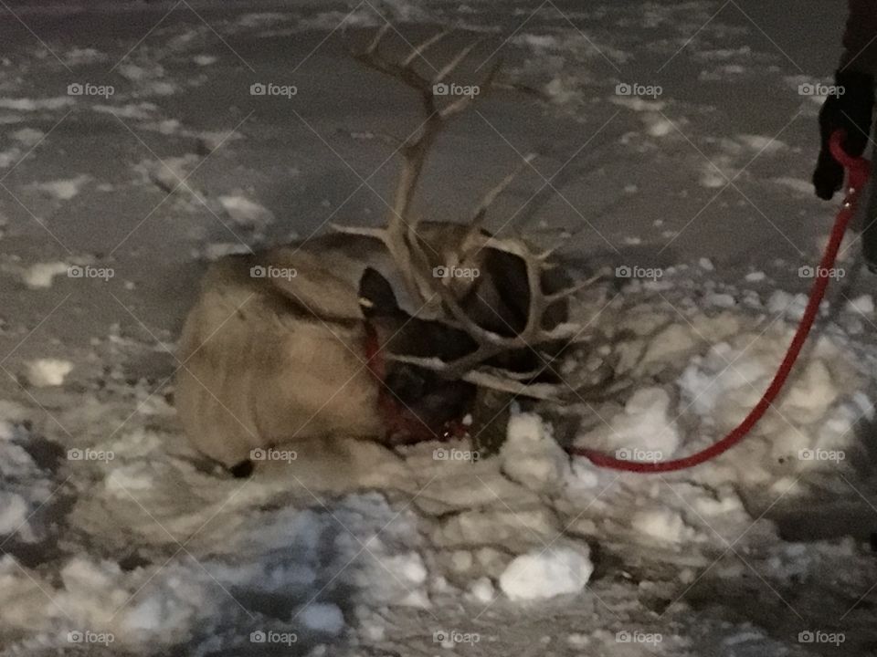 Resting reindeer 