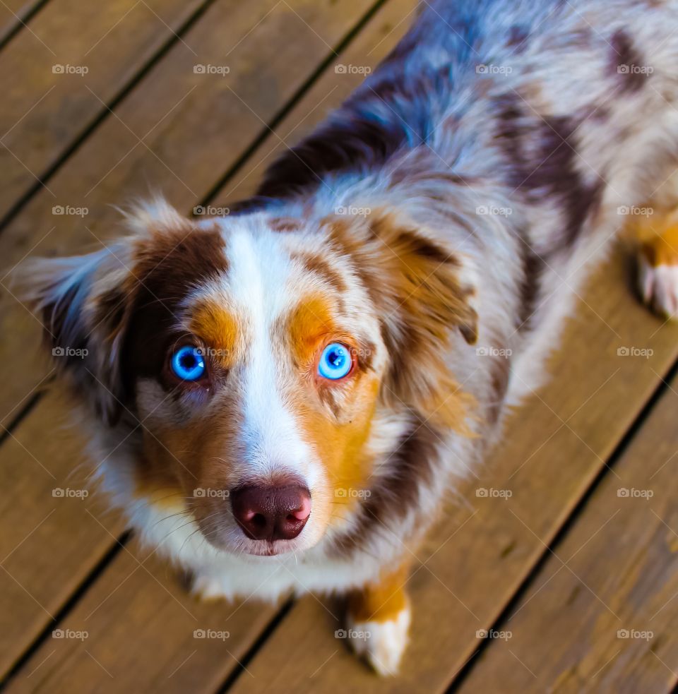 Red Merle dog with blue eyes looking into the camera.