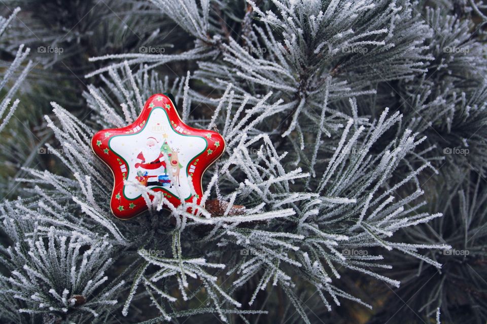 Christmas Star on a frozen tree 