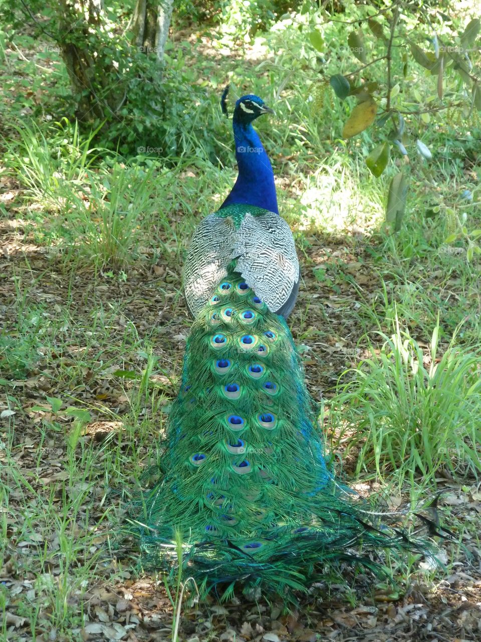 Peacock  / wild life 