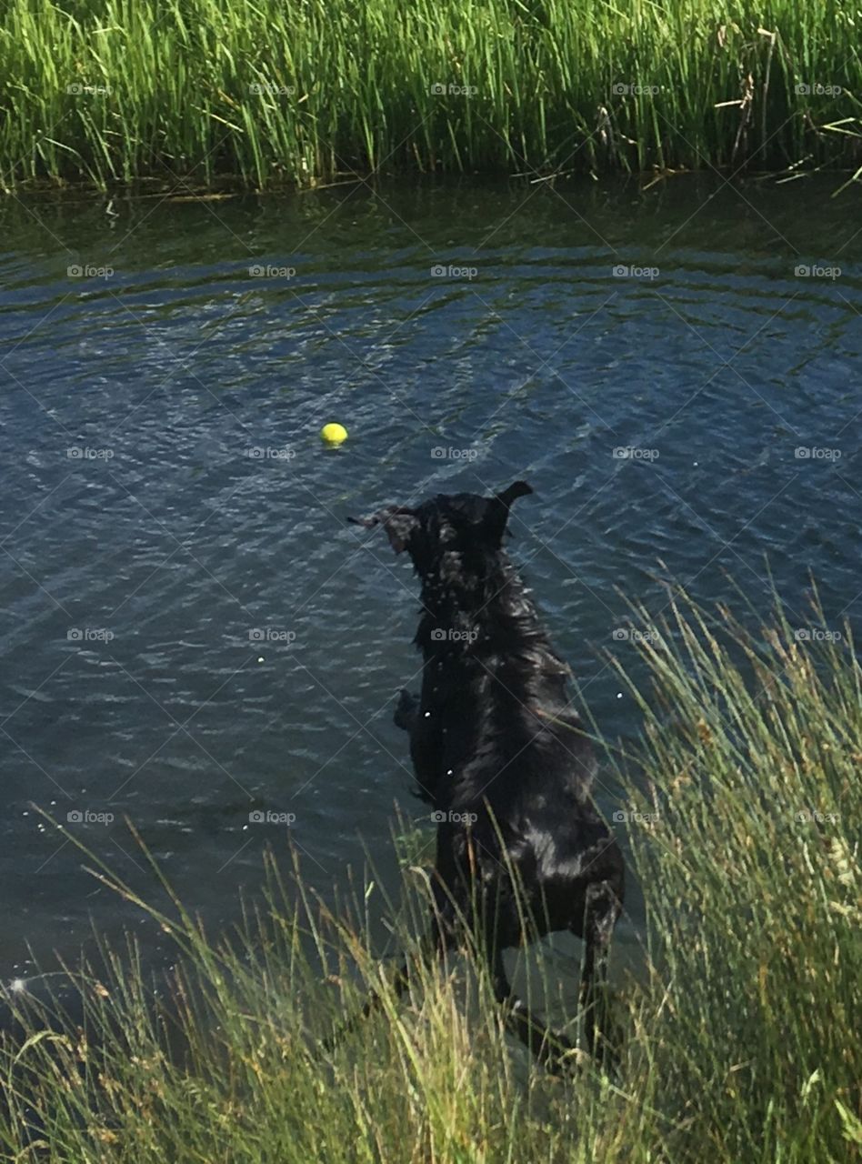 Flight of the flatcoat retriever! Leaping into the rippling river, this dog just loves to swim