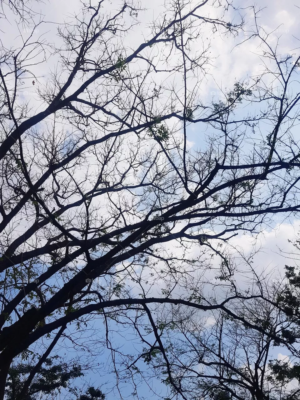sky view in winter