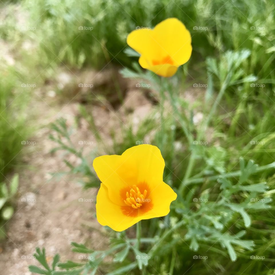 Yellow Desert Flowers