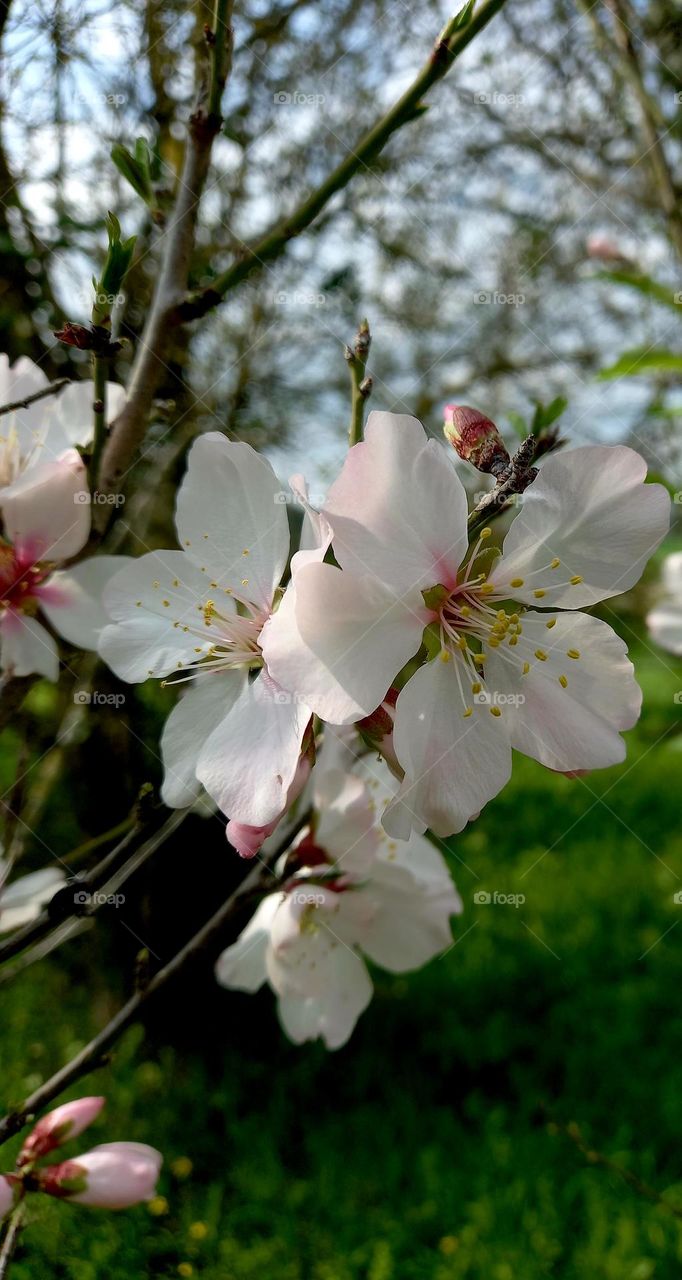 Almond tree