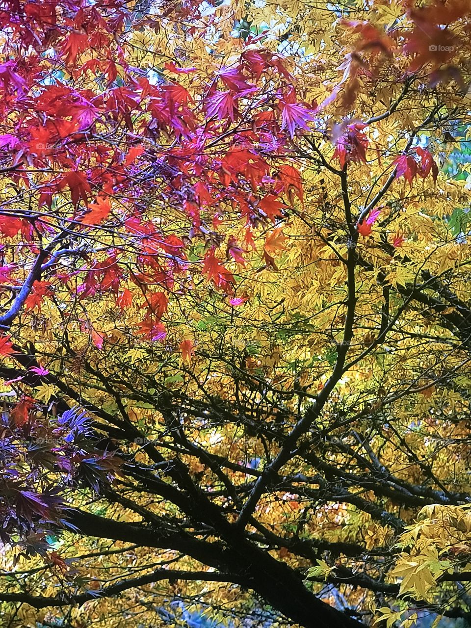 Washington Autumn Season 