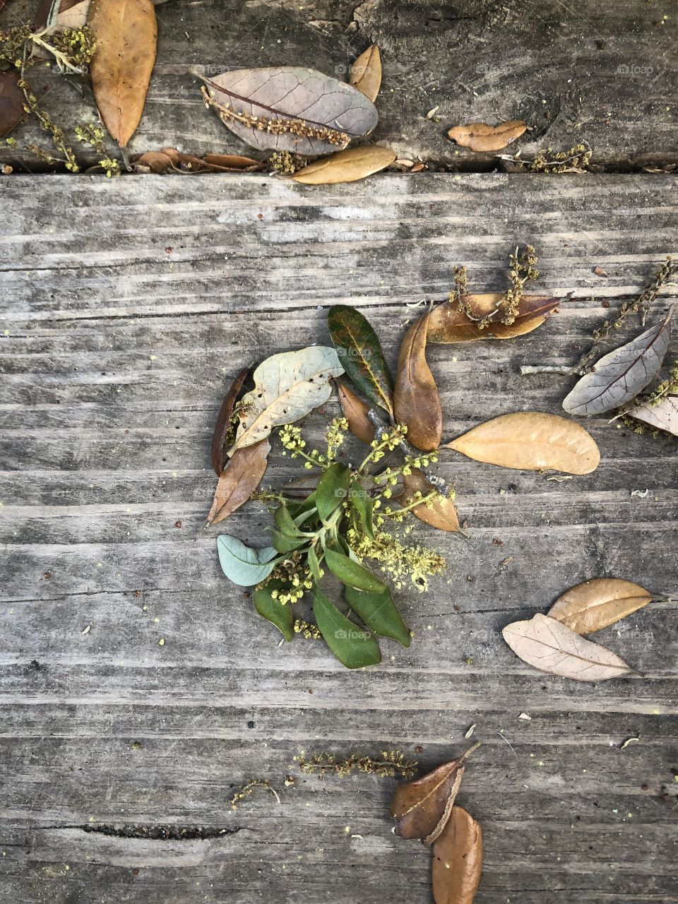 Rustic leaves and flora