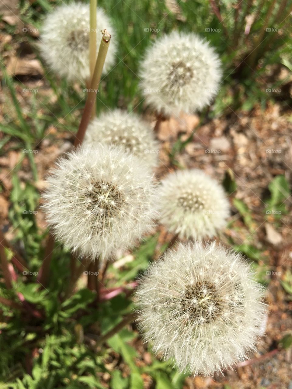 Dandelions