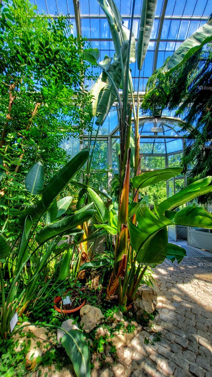 various plants in greenhouse botanical garden