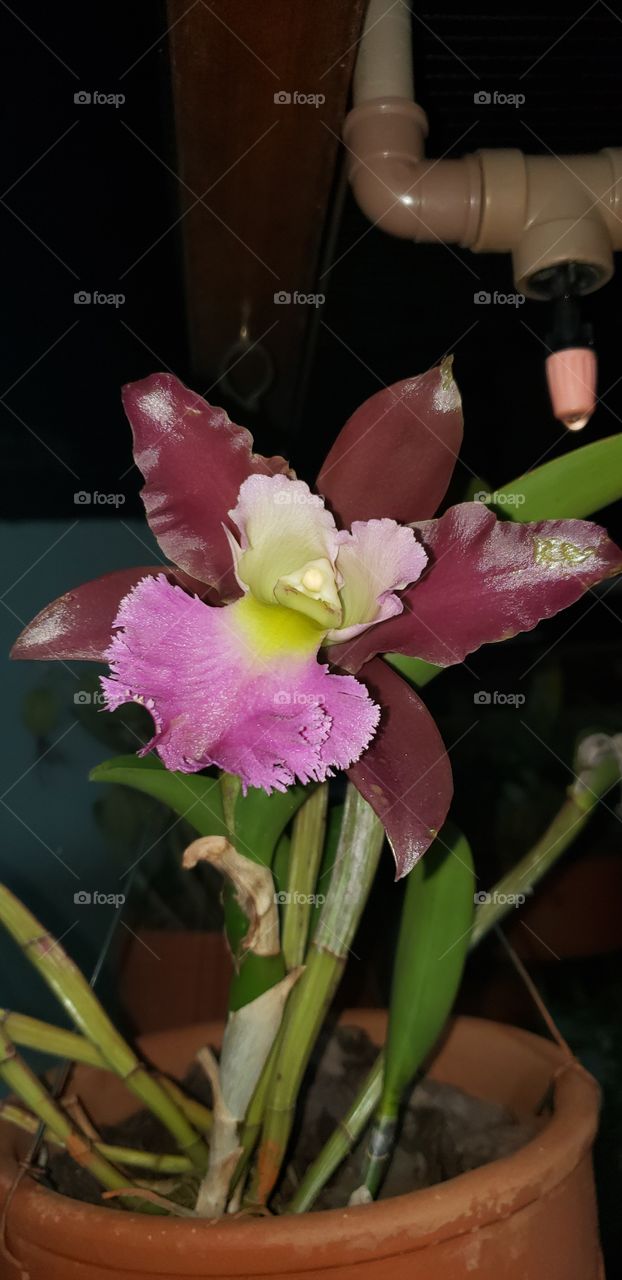 Orquídea