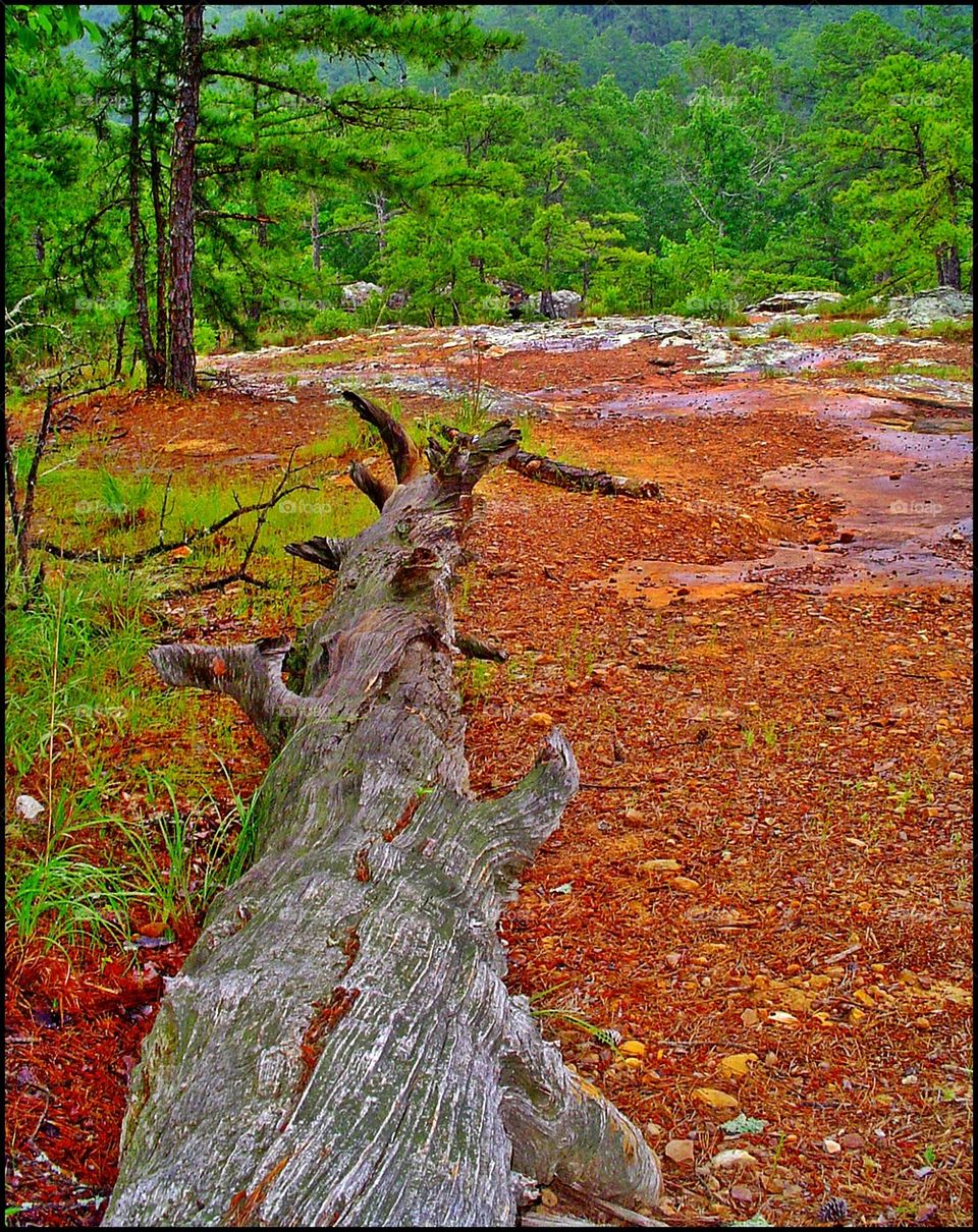 Fallen trees