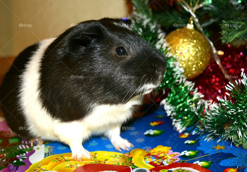 Christmas decoration and guinea pig