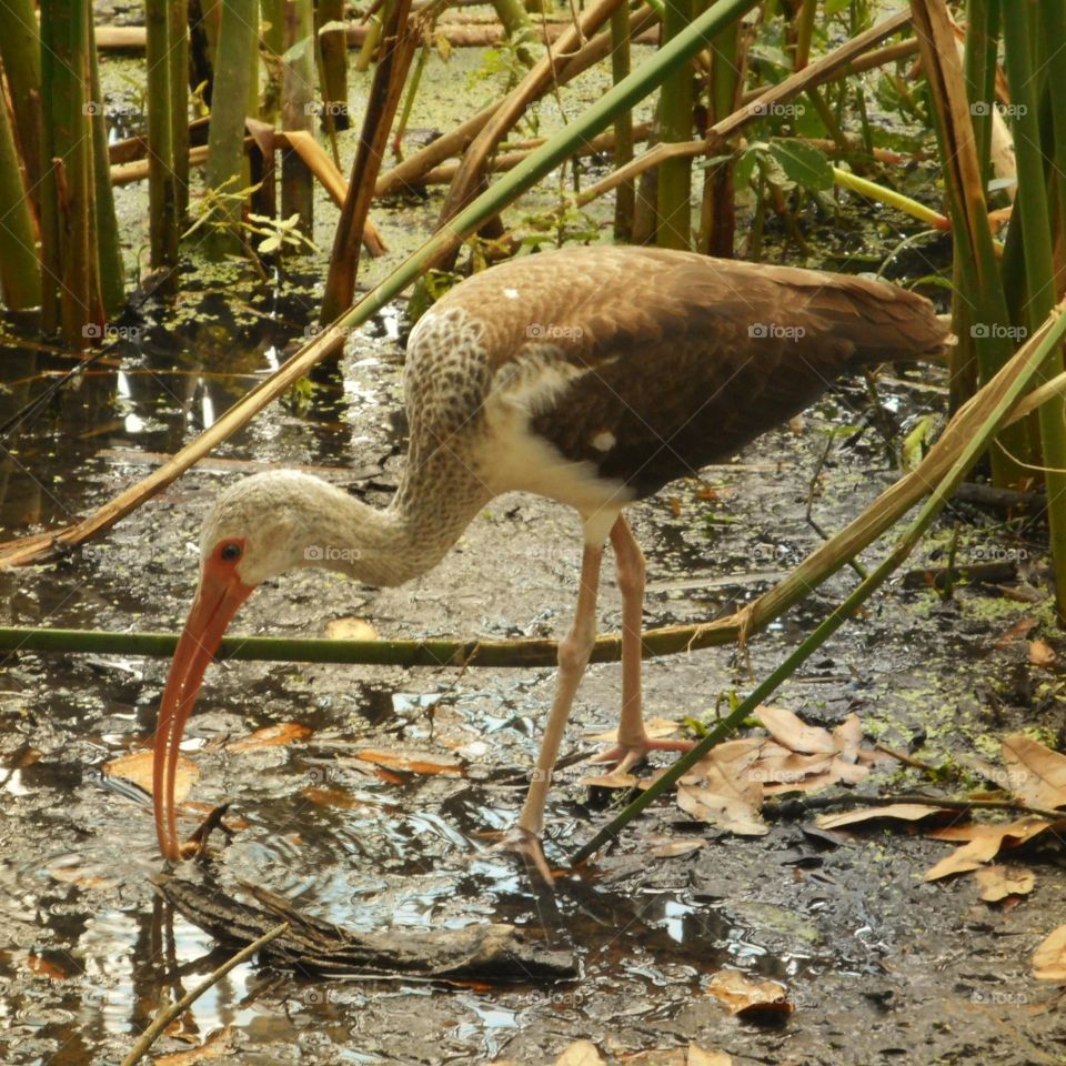 A brown and white ibis stands in shallow water and forages for food at Lake Lily Park in Maitland, Florida.