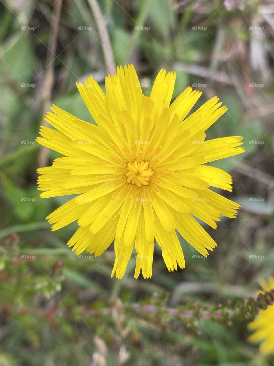 Yellow dandelion