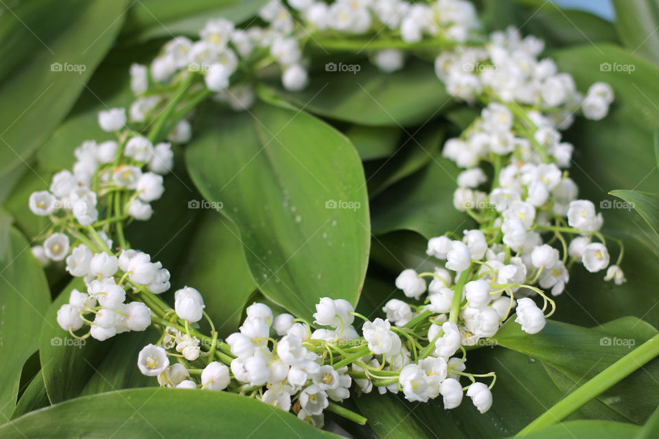 Wreath of lilies of the valley