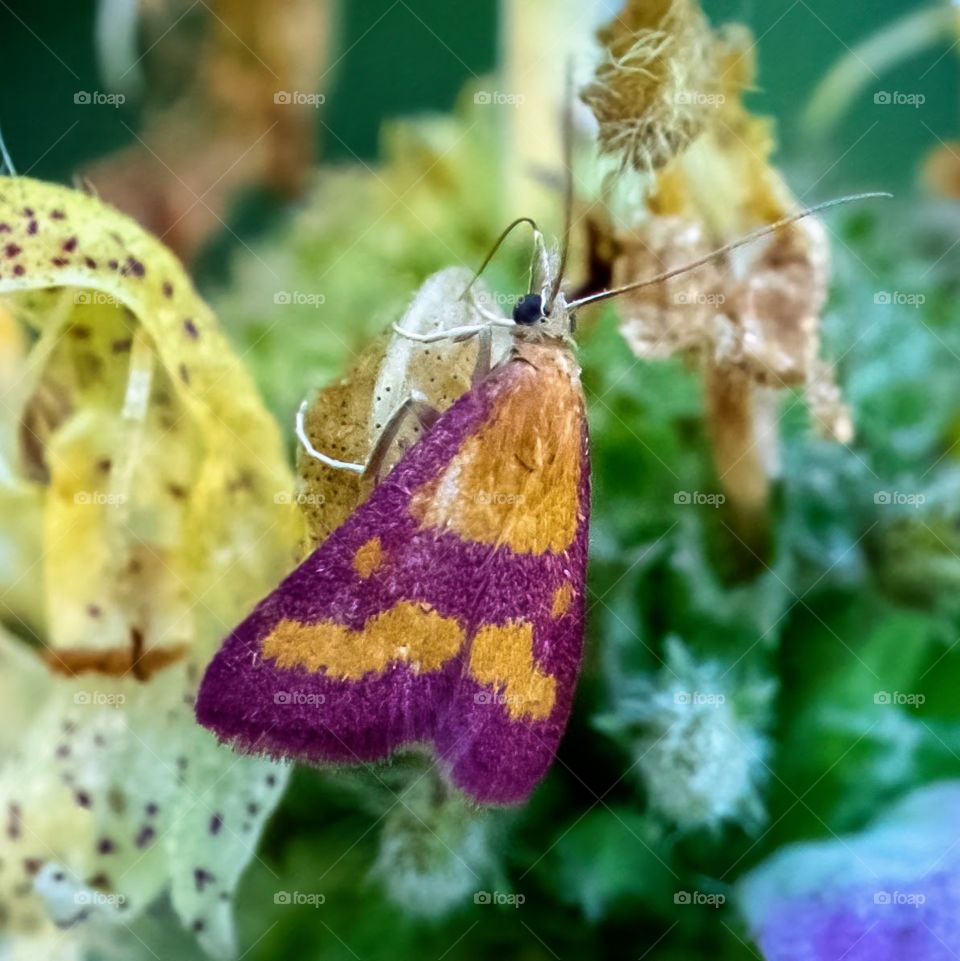 A Southern Purple Mint Moth (Pyrausta laticlavia). Garner, North Carolina. 