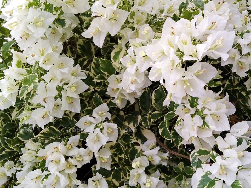 White bougainvillea.