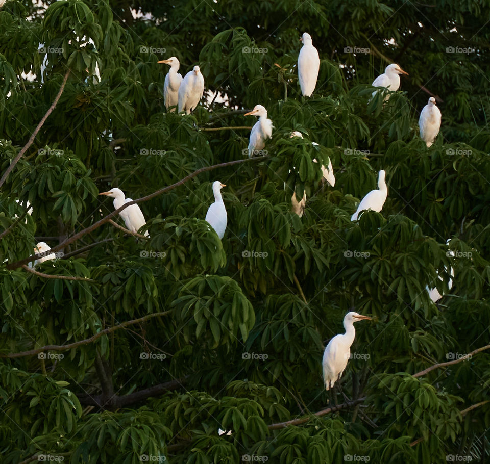 Egrets flock - resting in tree