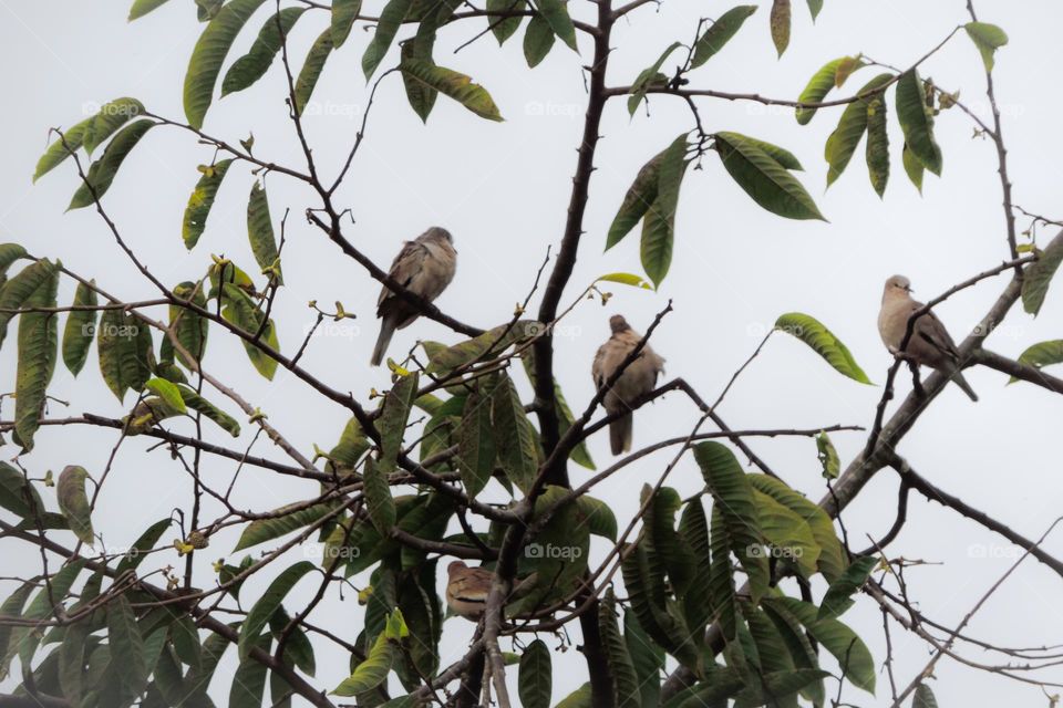 Alegres aves a se coçarem