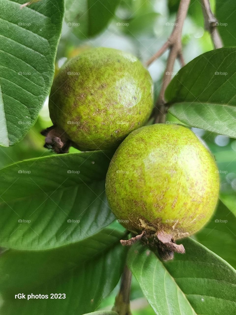 guava fruits