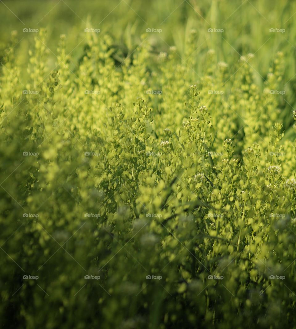 from white to green surface