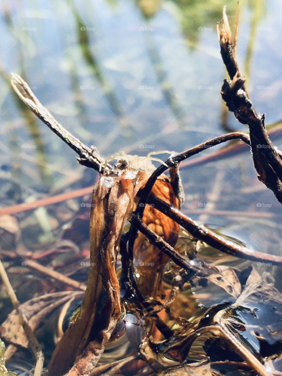 Spider on pond stuff