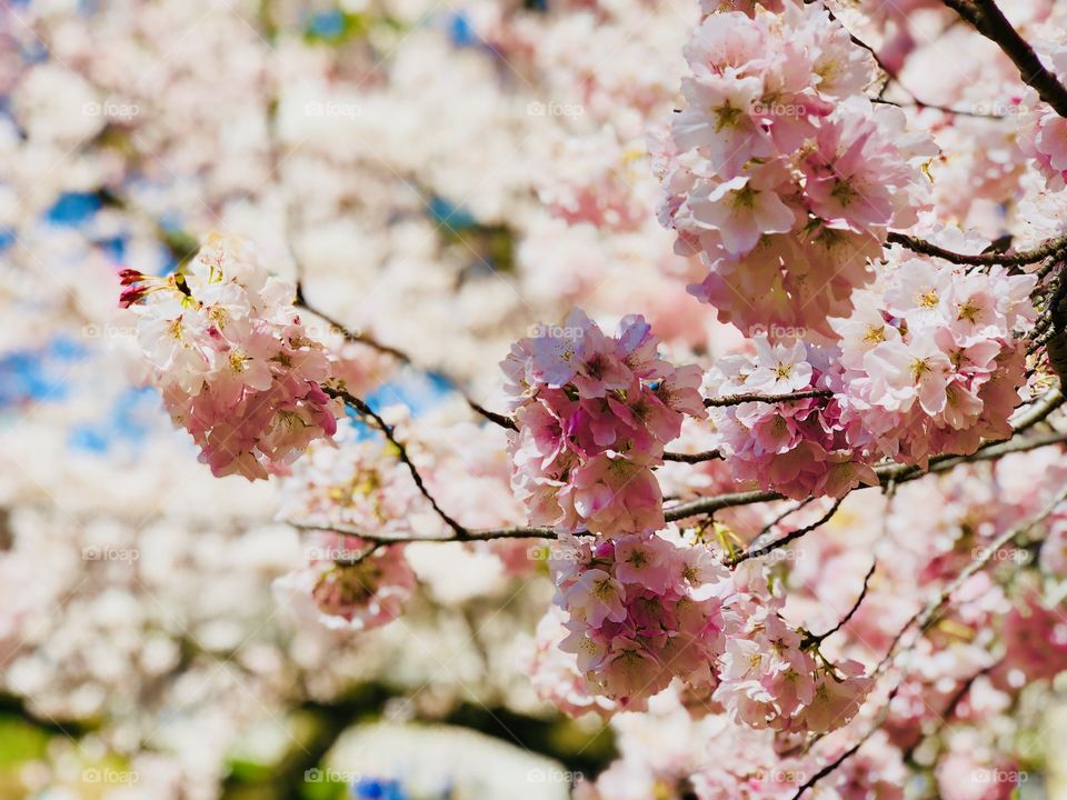 Spring Cherry Blossoms of New York City