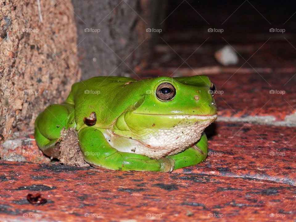 Frog