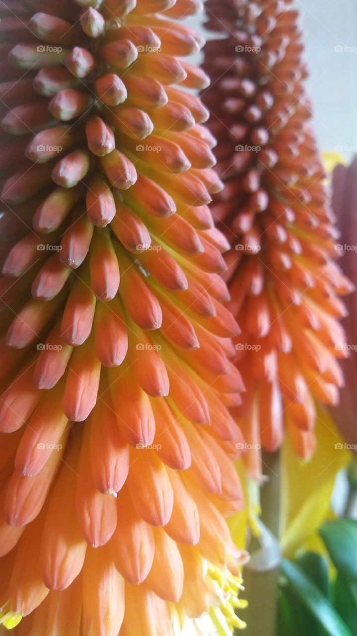 multicolored orange Kniphofia Torch lily
