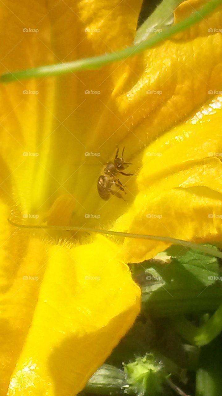 Squash Flower and Bee