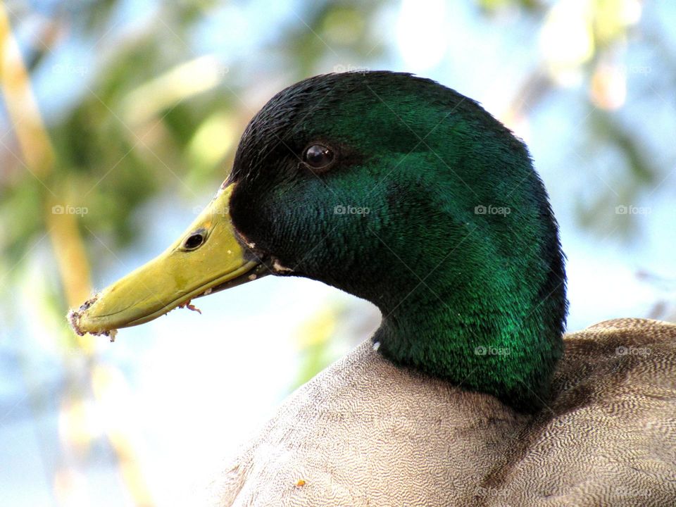 duck