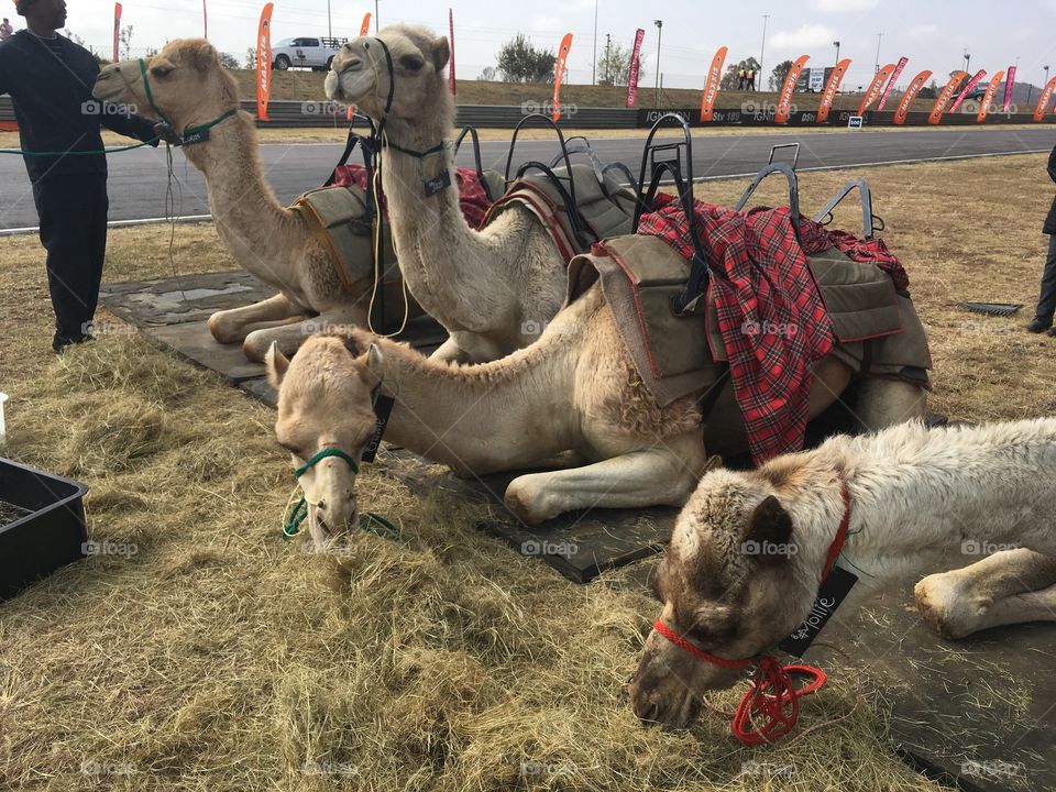 Camels at fair