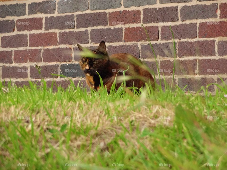 lazy cat in the grass