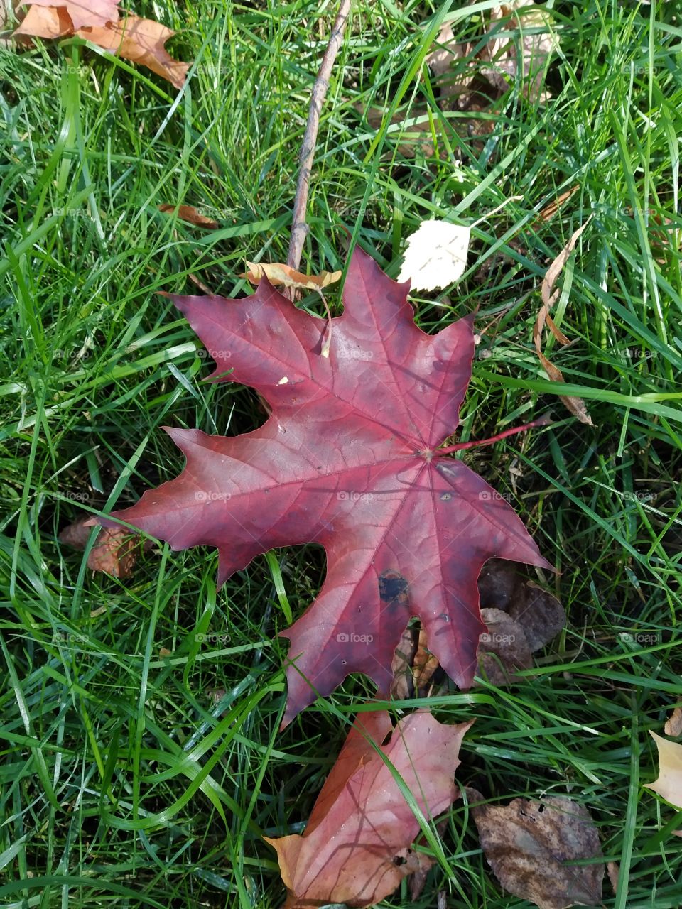 Bright colors of autumn.