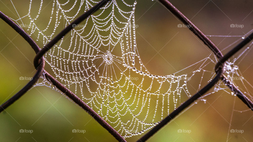 spider web