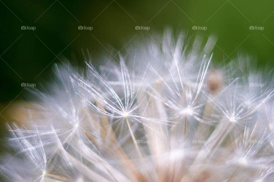 Dandelion petals macro shooting