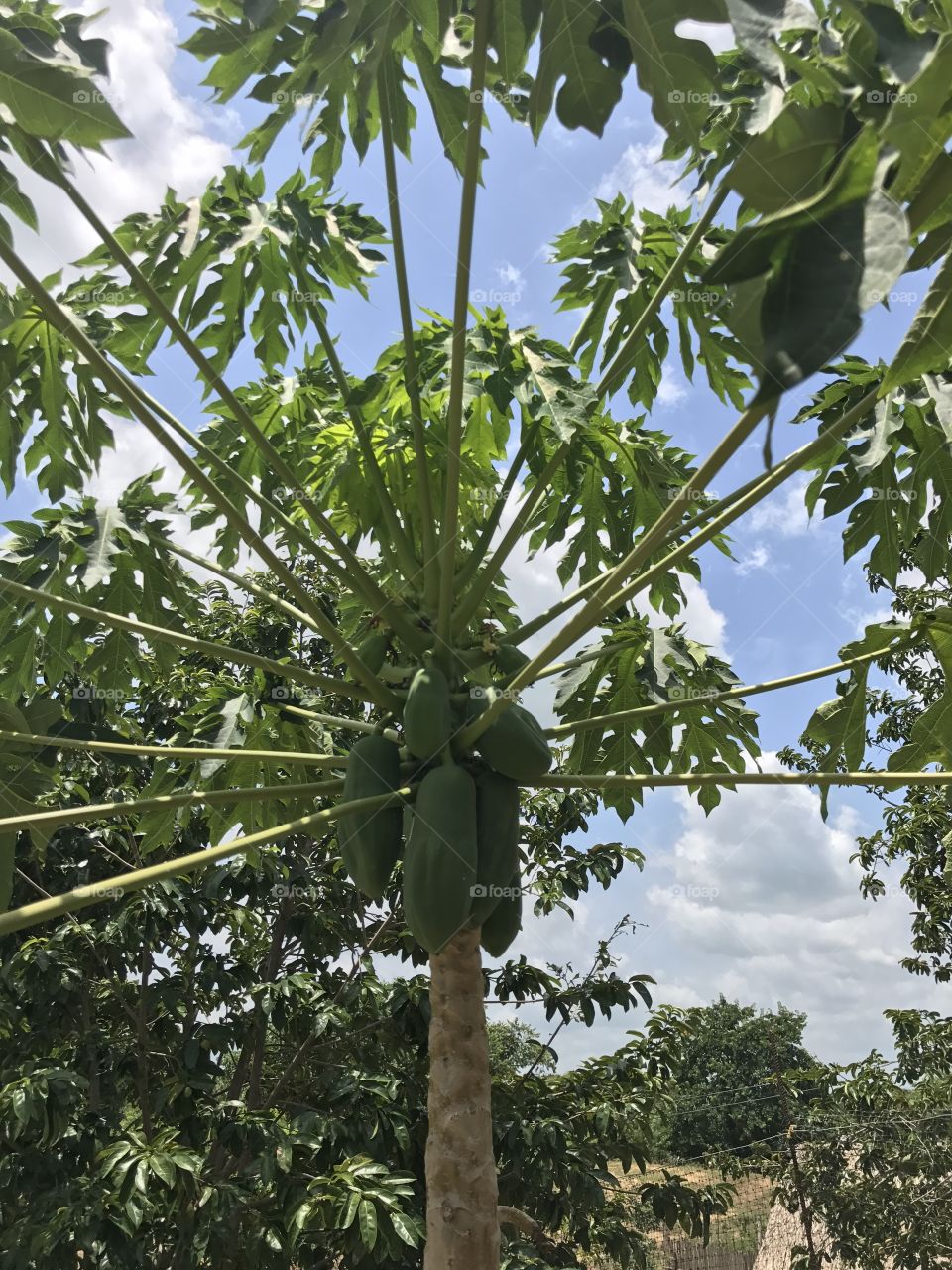 Papaya tree  growing on a farm in Colombia