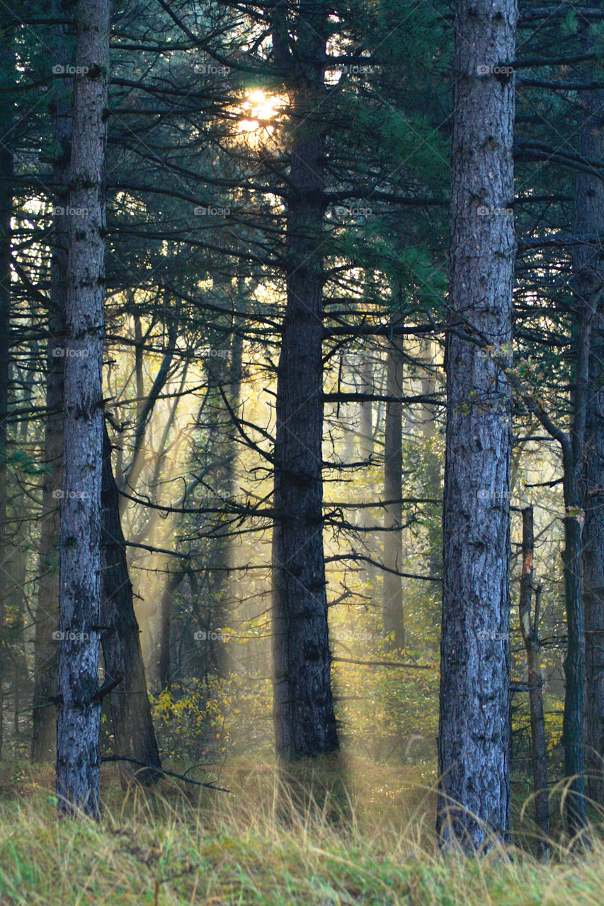 Early morning sunlight in the forest