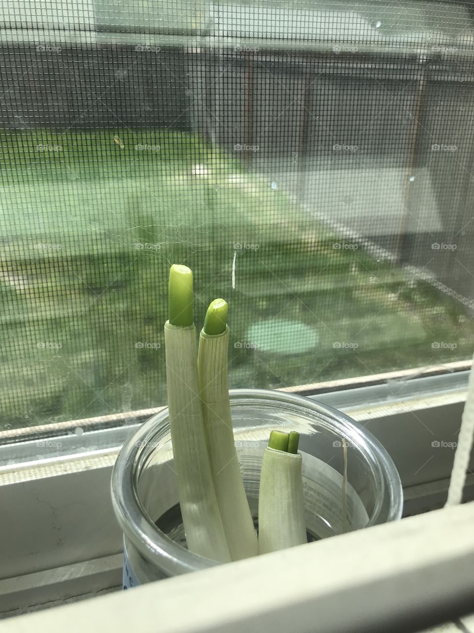Green onions growing from scraps in the window with a view of a backyard 