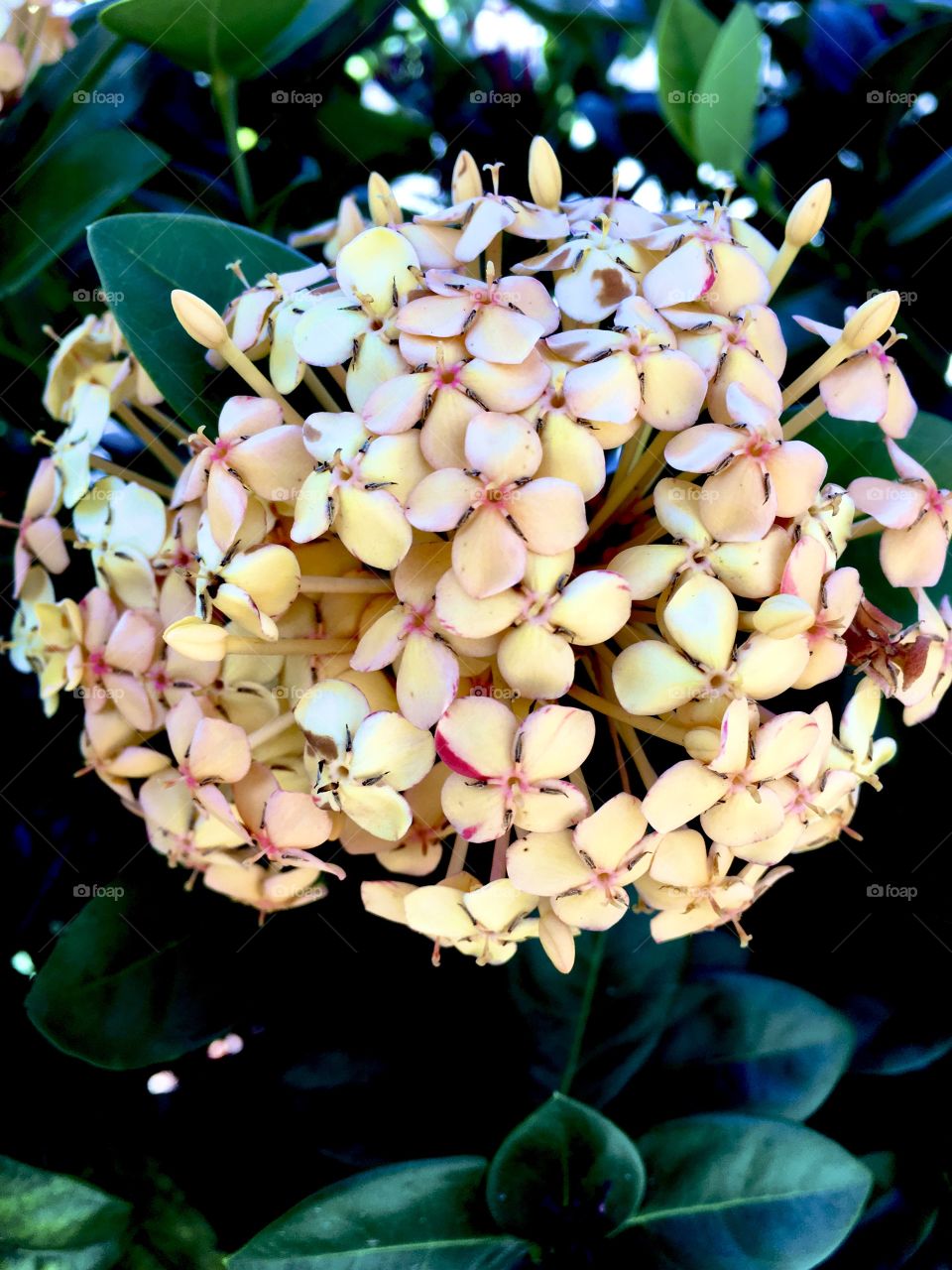 🇺🇸 Very beautiful flowers to beautify and brighten our day. Cheer the nature! / 🇧🇷 Flores muito bonitas para embelezar e alegrar nosso dia. Viva a natureza!