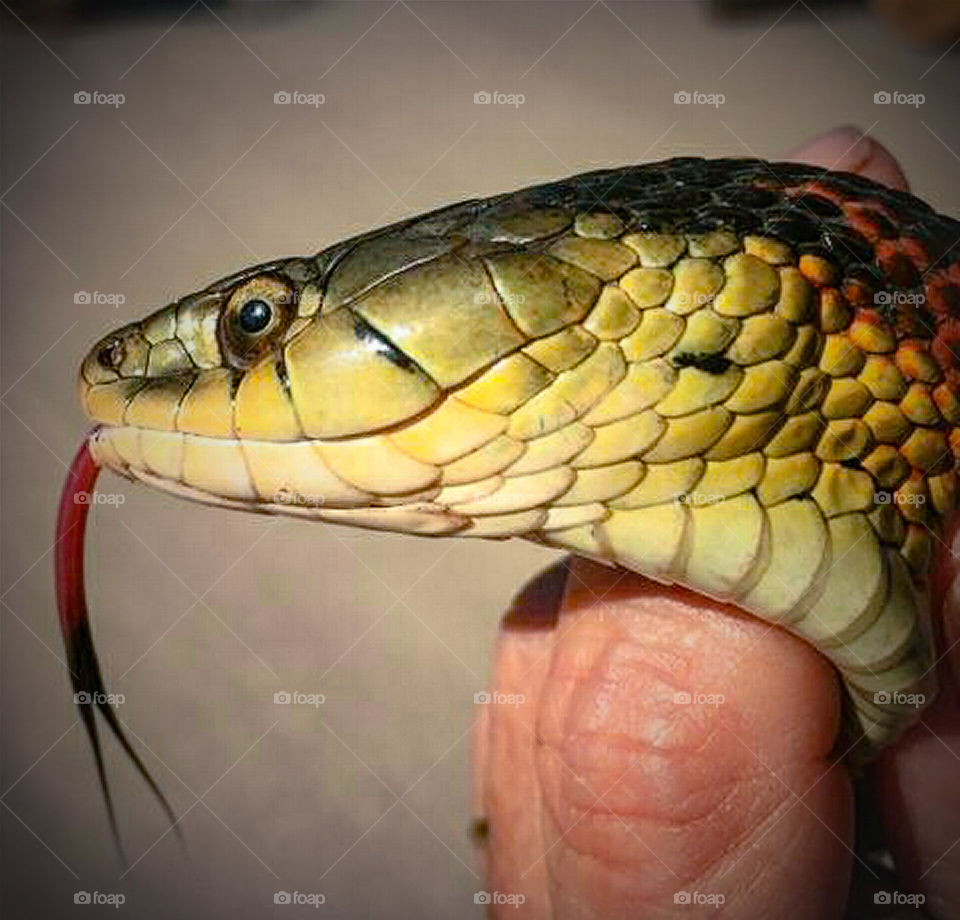 Snake Tongue