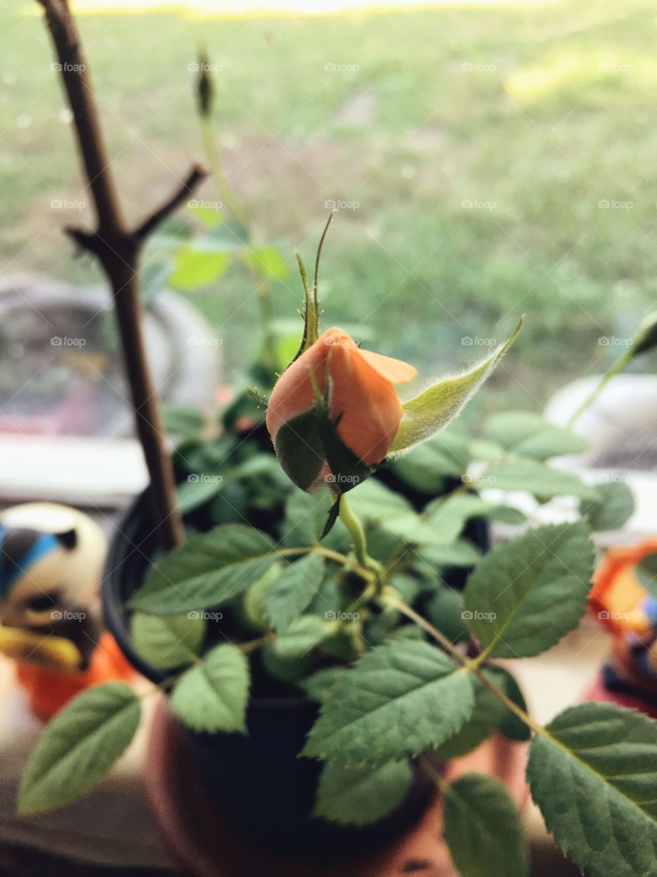 Mini rose waiting to bloom in a nice sunny windowsill 